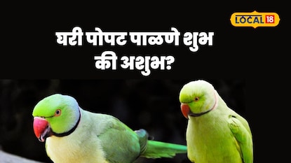 Parrot Vastu Shastra Parrot Vastu Shastra