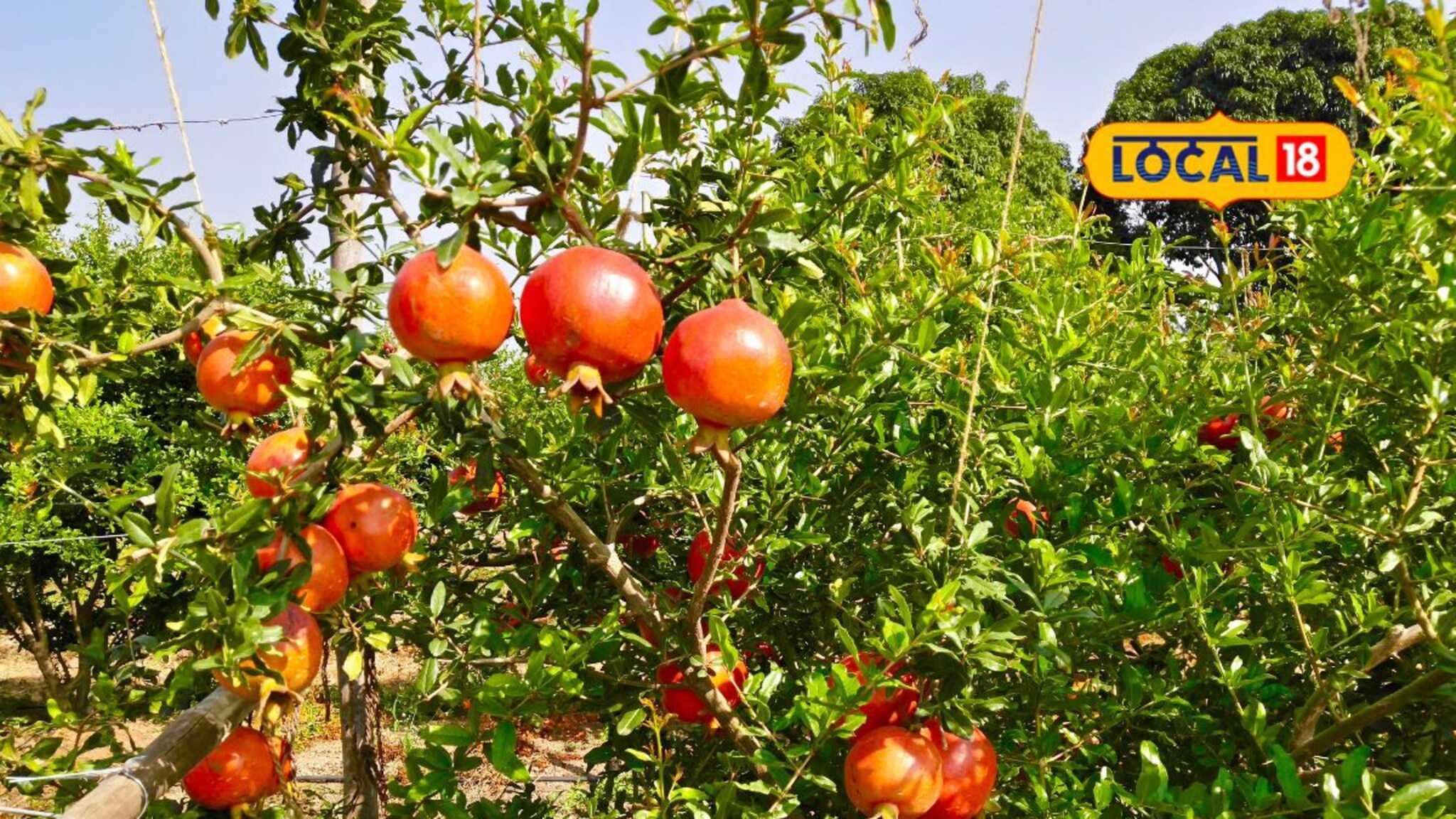 शेतात केली पहिल्यांदाच डाळींब लागवड, 10 लाखांचं उत्पन्न,  कसा केला प्रयोग यशस्वी