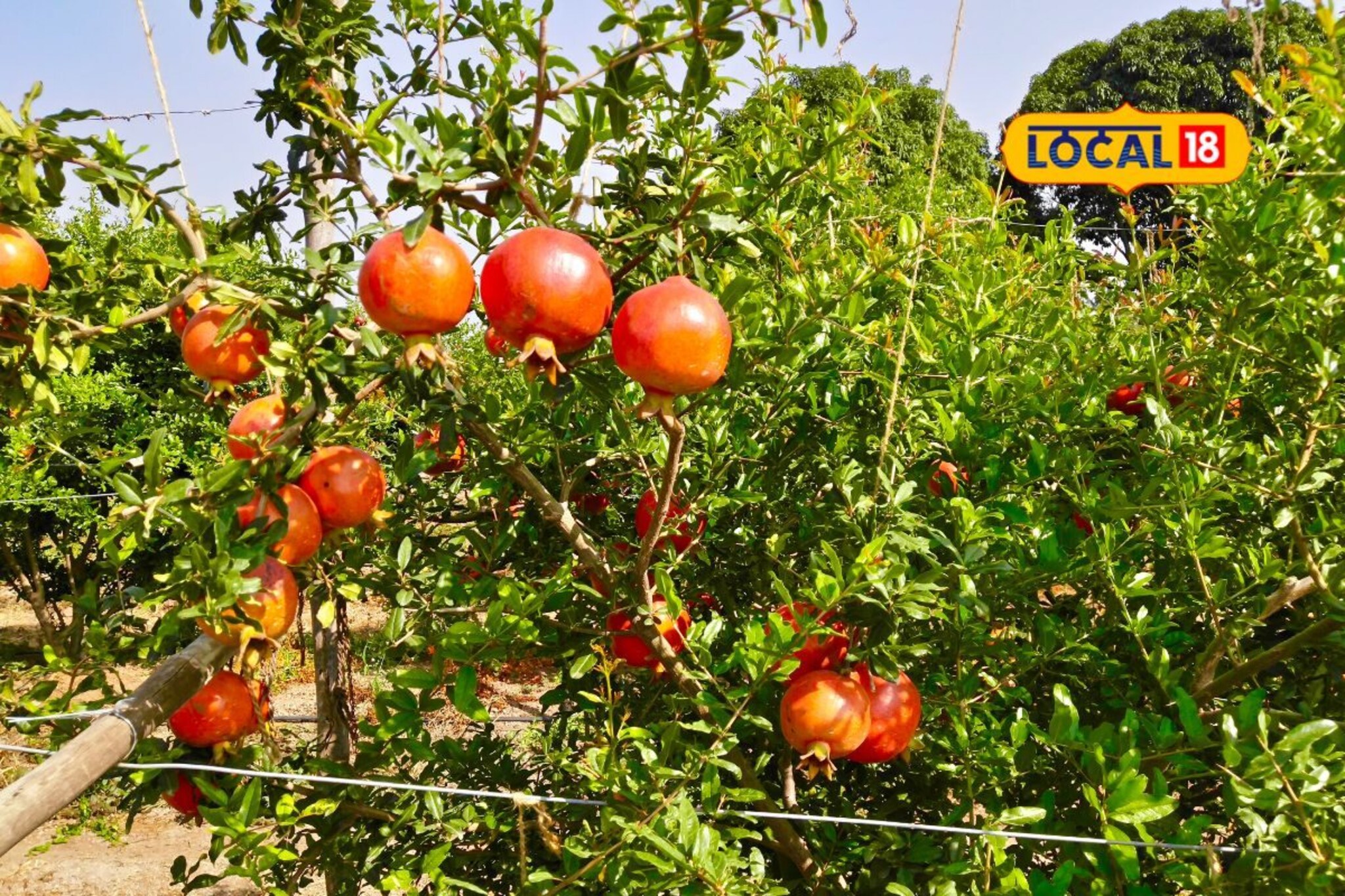 शेतात केली पहिल्यांदाच डाळींब लागवड, 10 लाखांचं उत्पन्न,  कसा केला प्रयोग यशस्वी