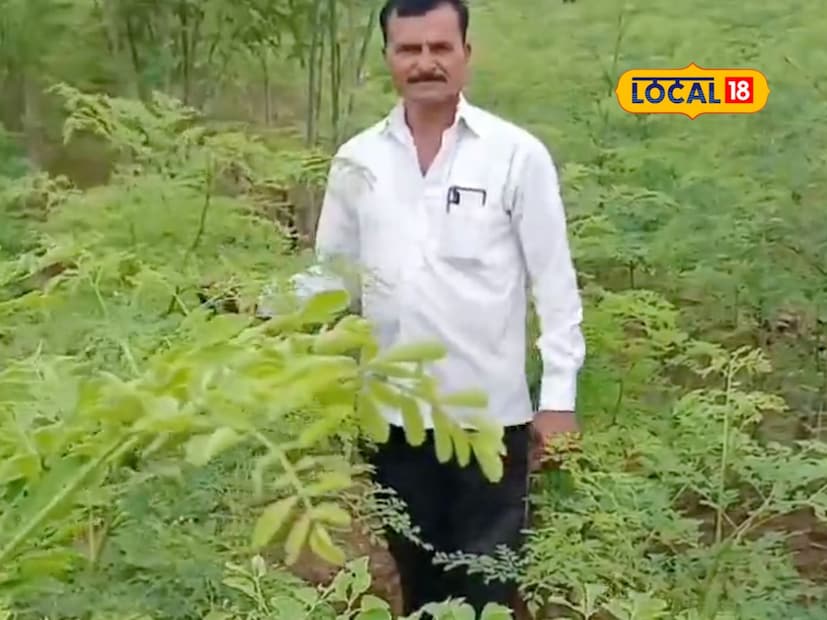 माढा तालुक्यातील चिंचोलीचे शेतकरी हणमंतू लोंढे हे गेल्या 15 वर्षांपासून पारंपारिक पद्धतीने शेती करत होते. पारंपारिक शेती करताना म्हणावे तसे उत्पन्न मिळत नव्हते. त्यामुळे लोंढे यांनी थोडासा अभ्यास करून शेवगा लागवड करण्याचा निर्णय घेतला. परंतु, ही शेती फक्त शेंगांपुरतीच मर्यादित न ठेवता शेवग्याच्या पानांची पावडर देखील करून विकण्याचा निर्णय घेतला.