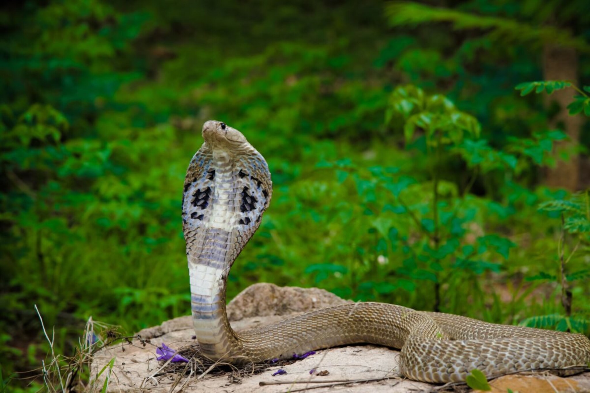 घर पितृदोष-कालसर्प दोषातून मुक्त होईल; नागपंचमी तिथीचा उपाय सर्वात प्रभावी