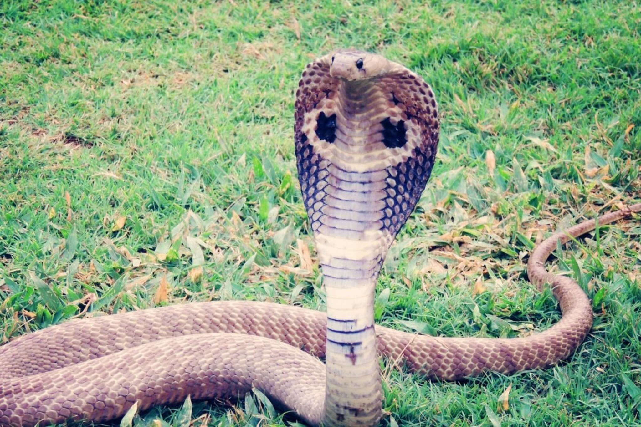 नागपंचमीला महादेवाच्या पिंढीवर या गोष्टी कराव्या अर्पण; कालसर्प दोषही शांत होतो