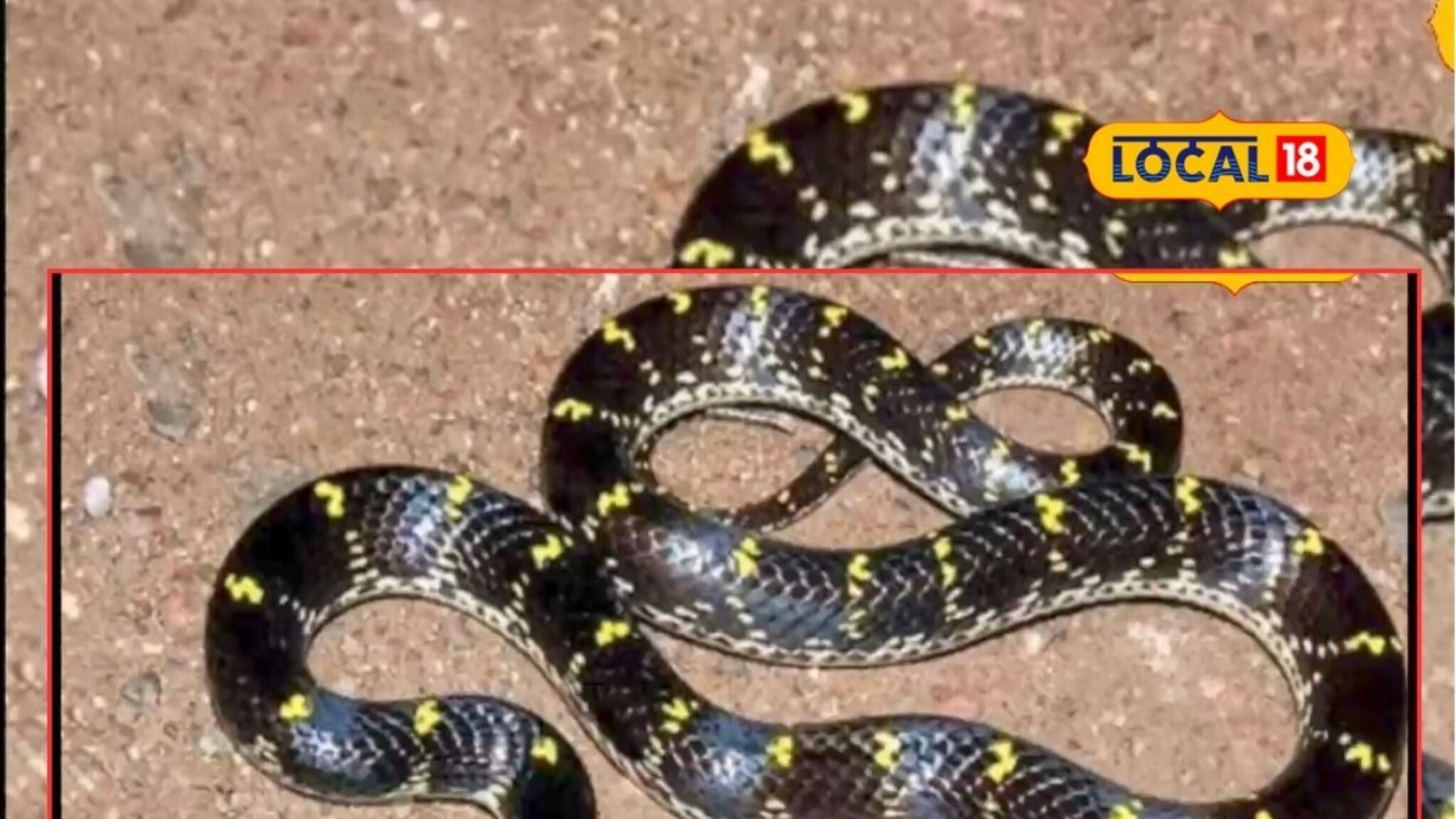 पिवळ्या ठिपक्यांचा कवड्या, शिर्डीत आढळला अत्यंत दुर्मिळ साप, तुम्ही पाहिलाये का?