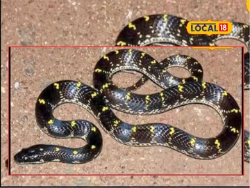 पिवळ्या