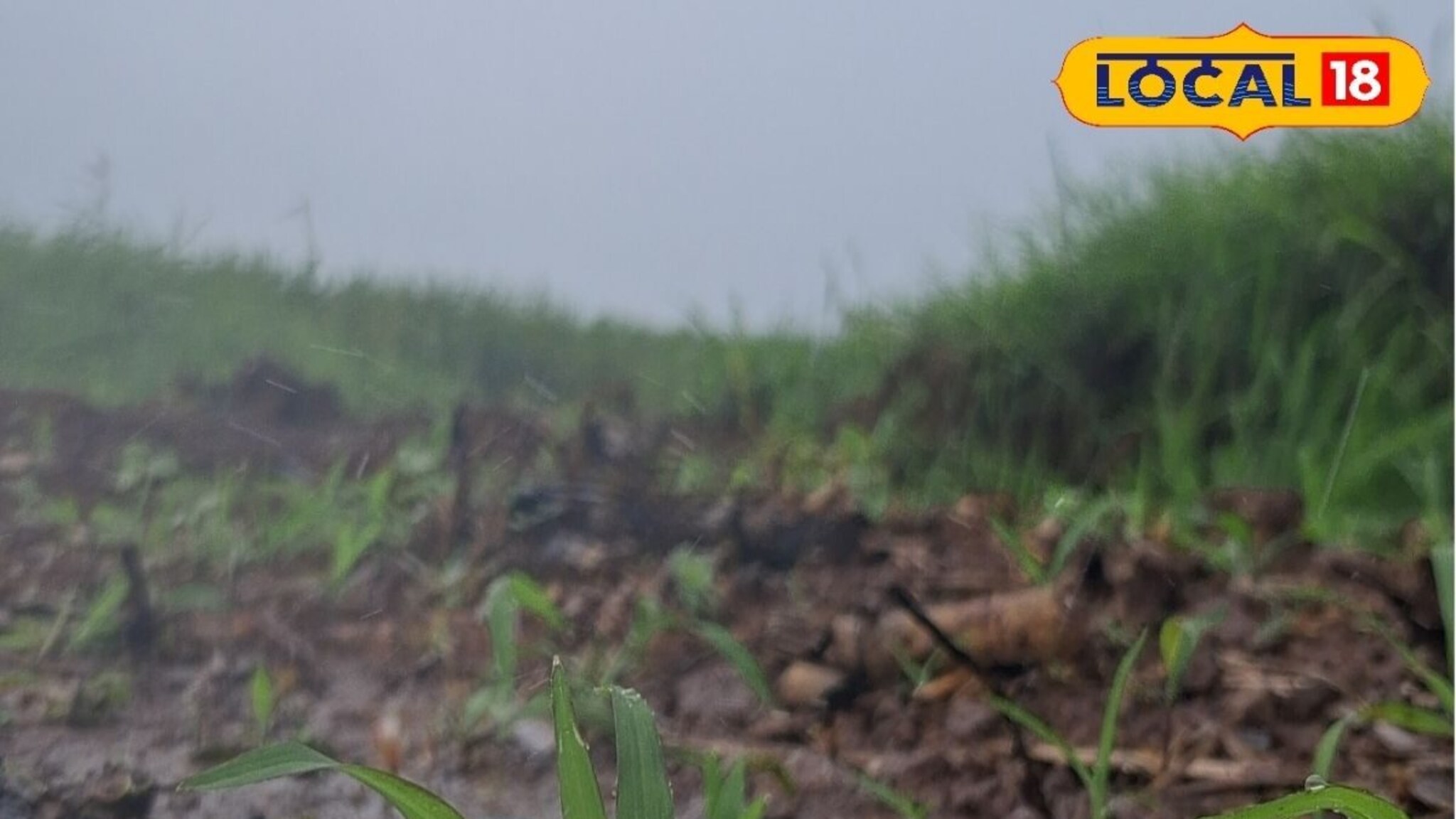 Marathwada Rain: विजांचा कडकडाट, ढगांचा गडगडाट होणार, मराठवाड्यात खरंच पाऊस बरसणार? आजचा हवामान अंदाज