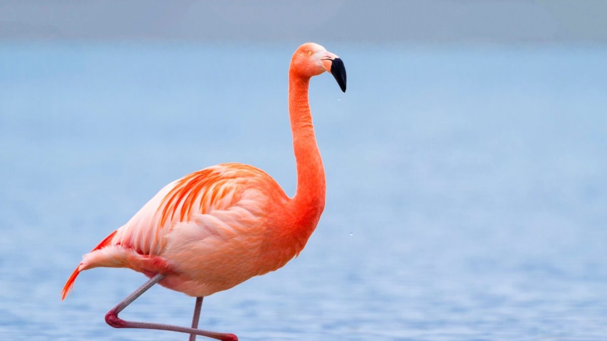 GK : कोणता पक्षी एका पायावर उभा राहून झोपतो? या पक्षाच्या आहेत 10 विचित्र सवयी, वाचून व्हाल थक्क!