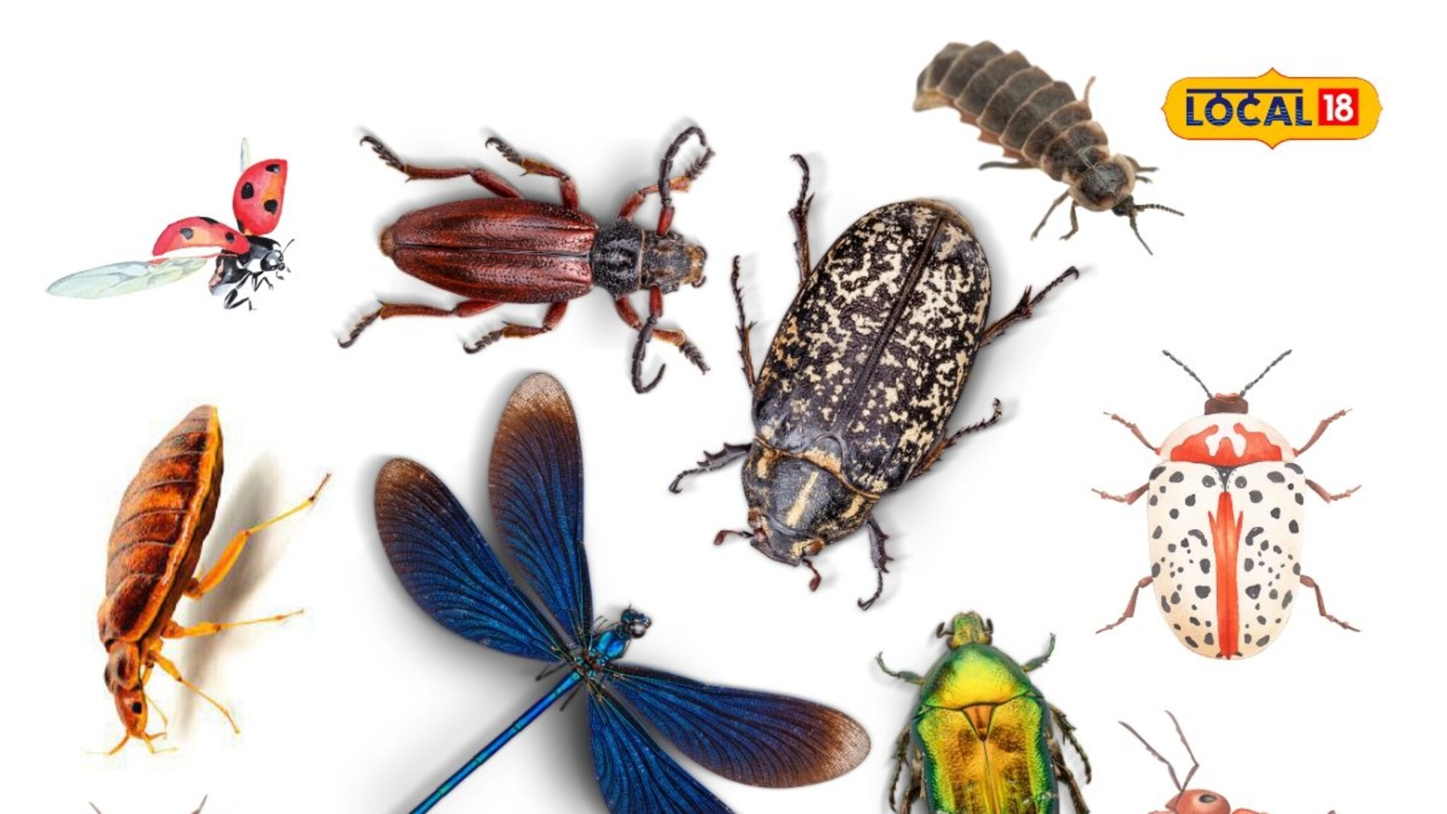 जन्म-मृत्यूचा वेगळाच खेळ! हे 7 जीव फक्त 24 तास ते 10 दिवसांत स्वतःहून संपवतात आयुष्य, पण का?