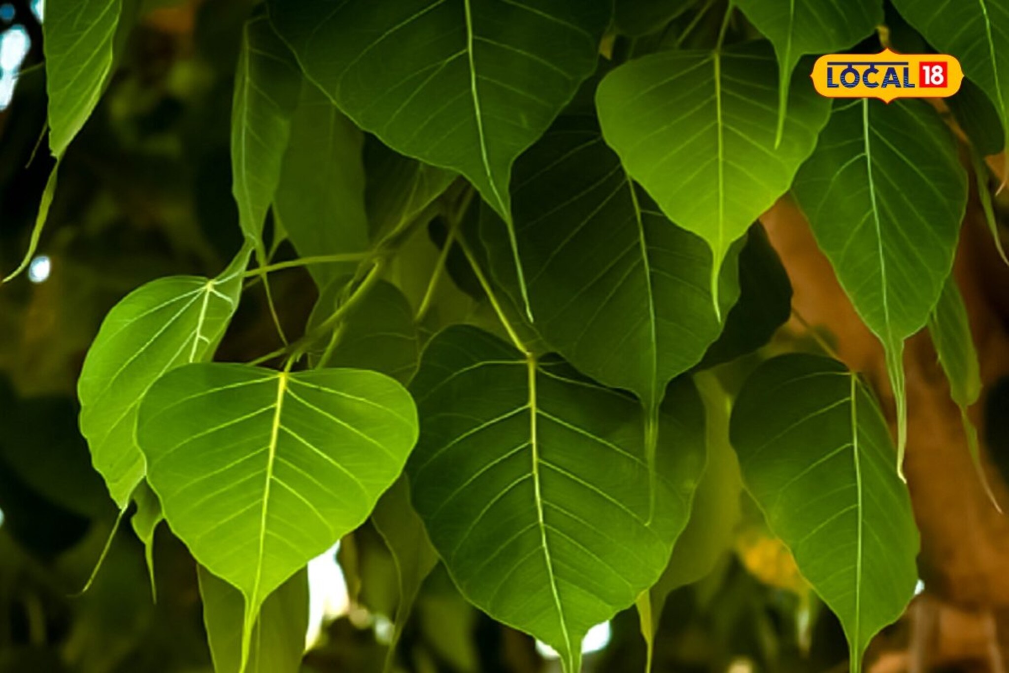 आपल्या सभोवतालचं हे झाड आहे 'महाऔषधी'; त्वचा, दमा ते दातांच्या समस्या करतं दूर