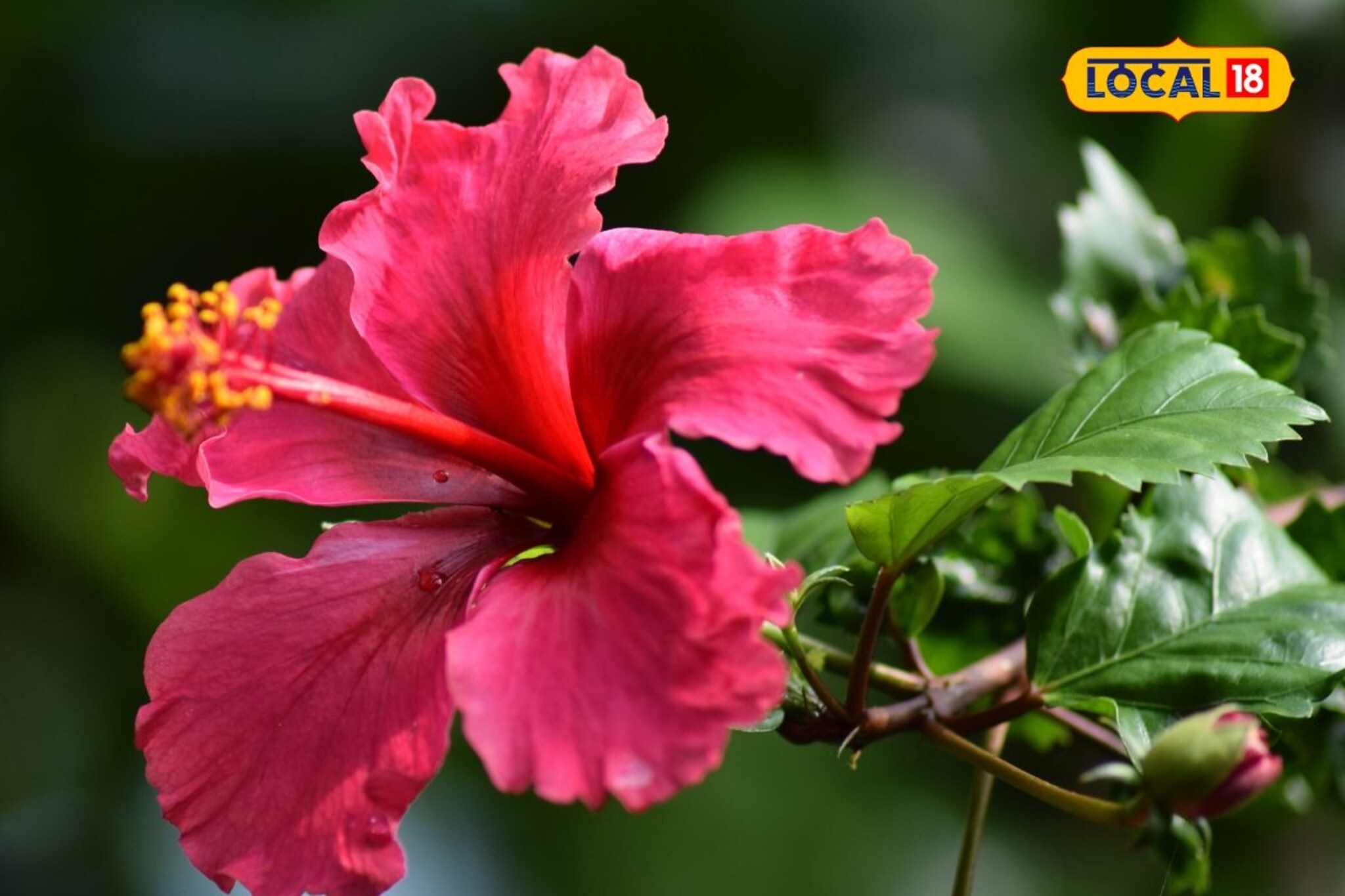 केसांपासून ते हृदयरोगांपर्यंत, जास्वंद आहे अनेक समस्यांवर गुणकारी!