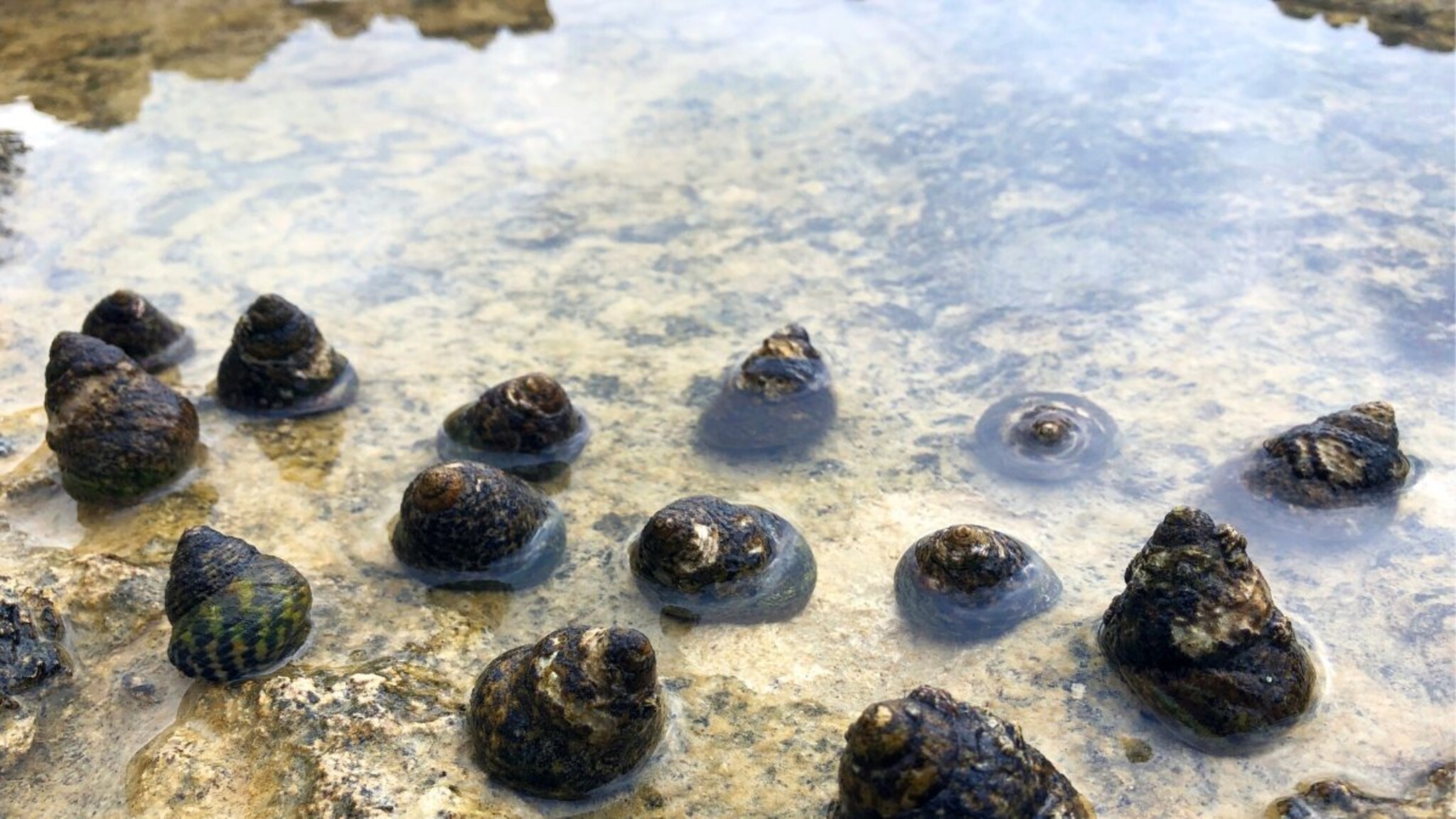 कुंभकर्ण 6 महिने झोपायचा, पण 'हा' जीव चक्क 3 वर्षे झोपतो! वाचून तुम्हालाही बसेल धक्का!