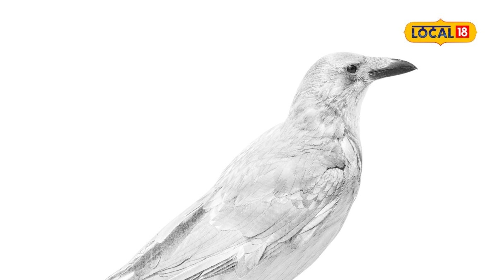 पांढरा कावळा दिसणं शुभ की अशुभ? त्याच्यापासून इतर कावळे का राहतात दूर? 