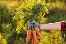 Carrots : गाजर कोणी खाणं चांगलं ? गाजर जास्त प्रमाणात खाल्लं तर काय होतं ?