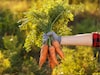 Carrots : गाजरांमुळे दृष्टी सुधारते का ? गाजर किती प्रमाणात खावं ?