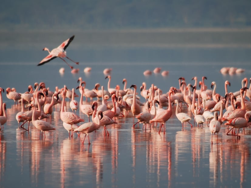  फ्लेमिंगोचे गुडघे त्यांच्या शरीरात आतल्या बाजूला असतात आणि ते वरच्या दिशेने वाकतात. त्यामुळे ते मागे वाकल्यासारखे दिसतात. प्रत्यक्षात ते त्यांचे गुडघे असतात.