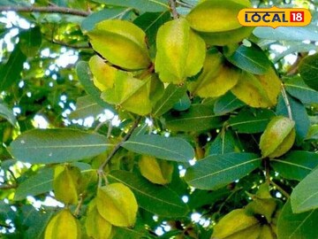 मधुमेह-रक्तदाब दोन्ही समस्यांवर रामबाण उपाय आहे 'या' झाडाची साल, वाचा फायदे