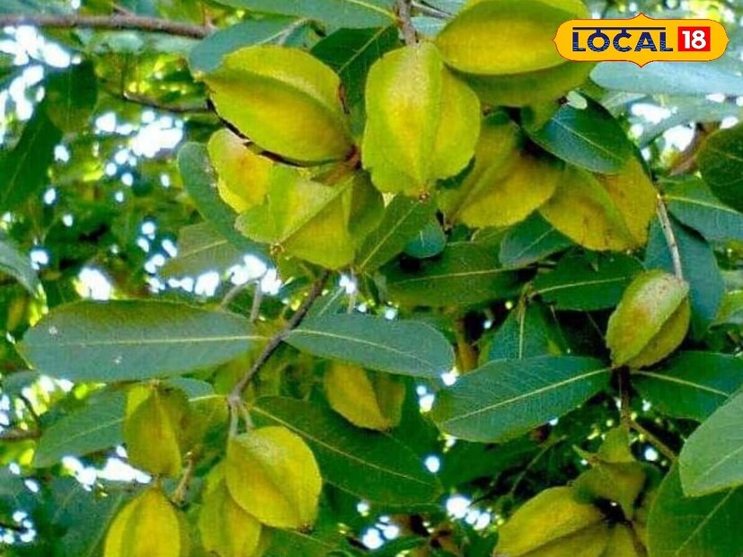 अर्जुन वृक्ष ही एक मौल्यवान औषधी वनस्पती आहे. ती रस्त्यांच्या कडेला, जंगलात, उद्यानात आणि घरांभोवती आढळते. या वृक्षाच्या प्रत्येक भागाला औषधी मूल्य आहे. या वृक्षाची साल, पाने, फळे आणि मुळे हे सर्व औषधी गुणधर्मांनी परिपूर्ण आहेत. हे वृक्ष आरोग्यासाठी विशेषतः फायदेशीर मानले जाते. मात्र अनेक लोकांना या वृक्षाचे महत्त्व आणि त्याच्या उपयोगांबद्दल फारशी माहिती नाही. हे वृक्ष पारंपारिक औषधांचा एक महत्त्वाचा भाग आहे. अनेक आरोग्य समस्यांवर उपचार करण्यासाठी याचा वापर केला जातो. या वृक्षाचे विविध भाग आयुर्वेदिक औषधांमध्ये देखील वापरले जातात.