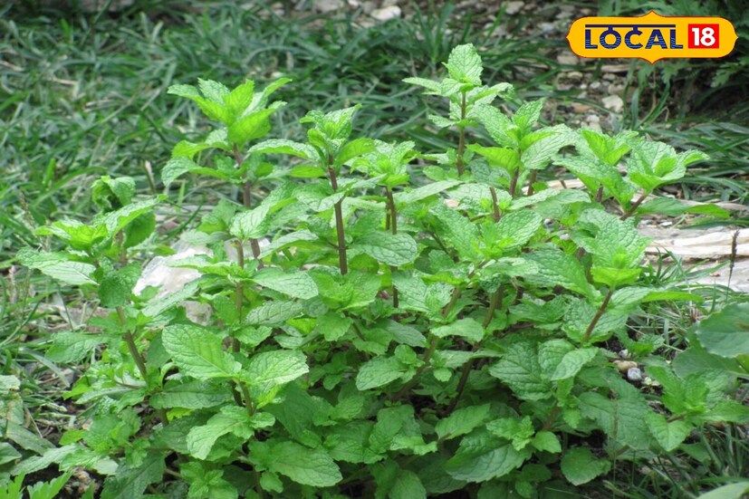 पुदिन्याच्या पानांनीही विष कमी करता येते. यासाठी पुदिन्याची पाने स्वच्छ धुवून चांगली बारीक करा. विंचू चावलेल्या ठिकाणी पुदिन्याचे बारीक वाटण लावा. त्यानंतर अर्धा ग्लास पाण्यात पुदिन्याचे द्रावण बनवा आणि विंचू चावलेल्या व्यक्तीला प्यायला द्या. विंचूचे विष लगेच निघून जाईल.