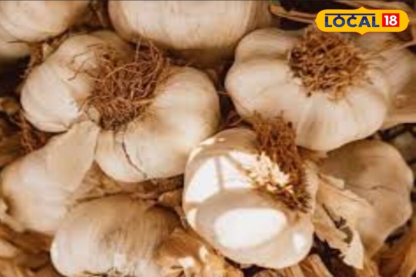 याशिवाय ते शरीरातील विषारी पदार्थ काढून टाकून शरीराला डिटॉक्सिफाय करण्यास देखील मदत करते. सकाळी रिकाम्या पोटी मध आणि लसूण खाल्ल्याने वजन कमी होण्यास देखील मदत होते.