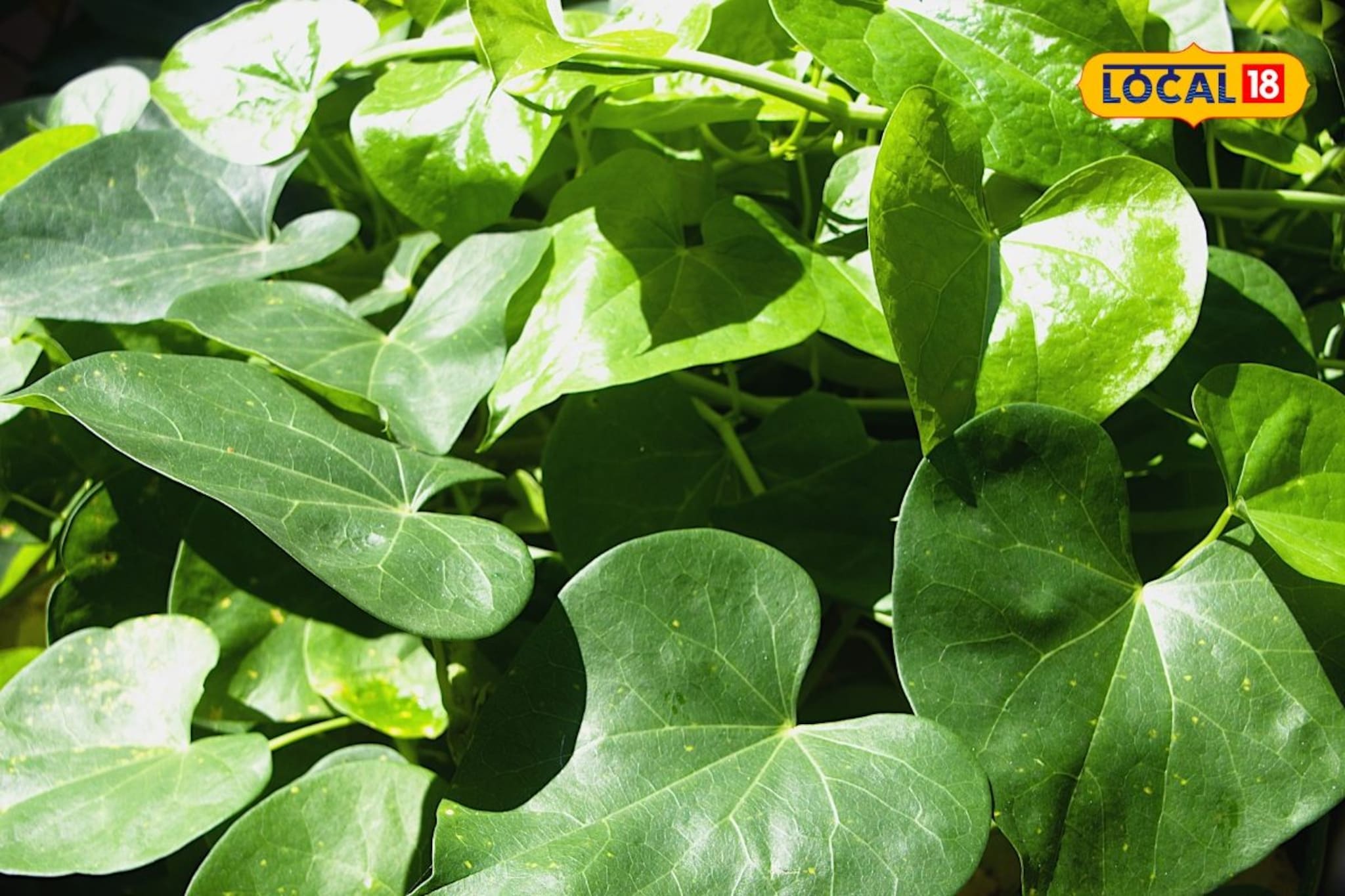 'या' वनस्पतीचं एकेक पान आहे औषधी गुणधर्मांची खाण; शेकडो आजार होतात बरे, पण...