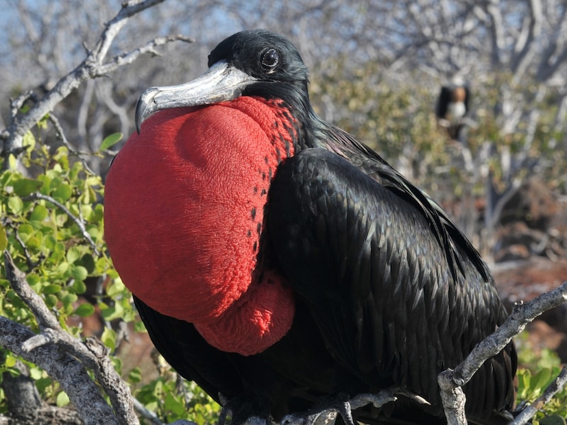  ग्रेट फ्रिगेटबर्ड (Great Frigatebird) : हा एक समुद्री पक्षी आहे जो एक दिवस न थांबता उडू शकतो. उडताना तो आपल्या मेंदूच्या फक्त अर्ध्या भागातून झोपू शकतो. म्हणजेच त्याच्या मेंदूचा एक भाग विश्रांती घेतो आणि दुसरा सतर्क राहतो. आणि तो दिवसातून फक्त 40-45 मिनिटेच झोपू शकतो. तर जर तो जमिनीवर असेल तर तो 12 तासांपर्यंत झोपू शकतो.