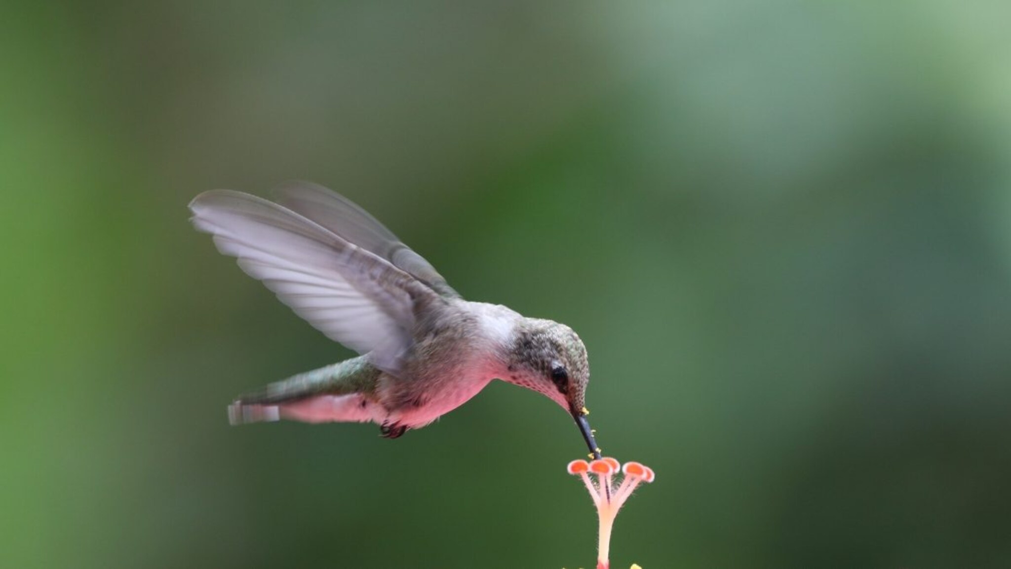जगातील सर्वात लहान पक्षी! आकार मधमाशीएवढा, पण त्याच्या अद्भुत गोष्टी ऐकून व्हाल थक्क!