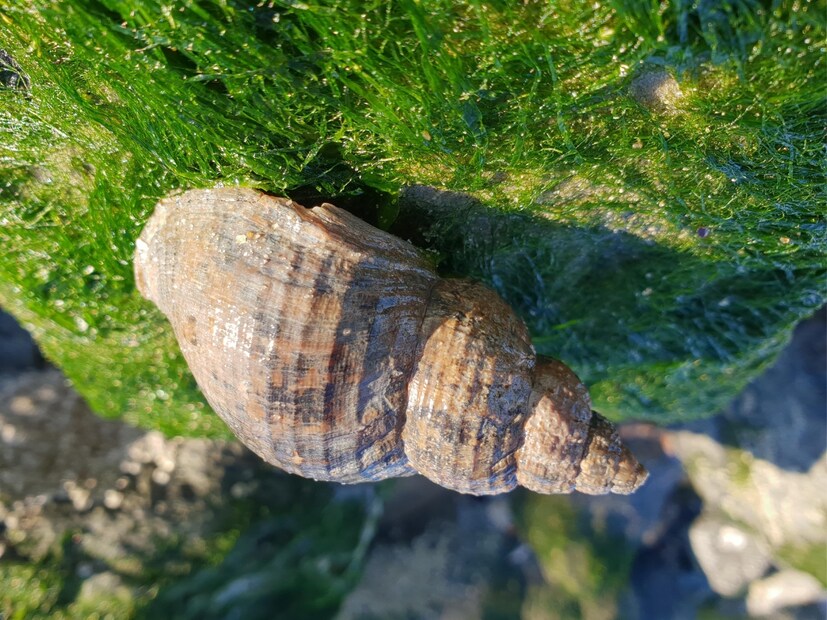  हा विचित्र प्राणी एक समुद्री गोगलगाय (sea snail) आहे, जो 3 वर्षांपर्यंत झोपलेल्या अवस्थेत राहतो. याला 'हायबरनेशन' (hibernation) म्हणतात. वातावरणातील बदल, अन्नाची कमतरता किंवा जास्त उष्णता यामुळे काही समुद्री गोगलगायी स्वतःचे संरक्षण करण्यासाठी गाढ झोपेच्या अवस्थेत जातात. या काळात, ते कोणतीही क्रिया करत नाहीत. त्यांच्या शरीरातील सर्व प्रक्रिया जवळजवळ थांबतात आणि ते पूर्णपणे झोपलेले राहतात. ही झोप काही आठवडे किंवा महिन्यांपर्यंत टिकू शकते, पण काही समुद्री गोगलगायी एका वेळी तीन वर्षांपर्यंत झोपू शकतात.