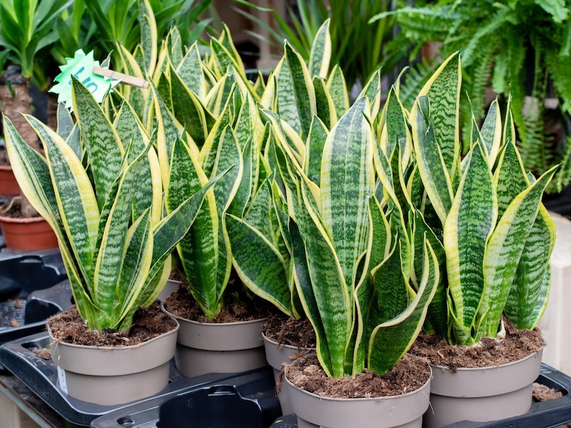  स्नेक प्लांट (Snake Plant) : स्नेक प्लांट हे एक मजबूत, सरळ वाढणारे झाड आहे, ज्याची पाने ठळक पट्टेदार असतात. घराचे वातावरण सुधारण्यासाठी आणि घरातील आर्द्रता नियंत्रित करण्यासाठी हे एक उत्तम पर्याय आहे. हे झाड जवळजवळ सर्व प्रकारच्या प्रकाशात चांगले वाढते आणि त्याला कमी पाण्याची आवश्यकता असते. काही अभ्यासानुसार, स्नेक प्लांट्स सीलबंद वातावरणात घरातील हवेची गुणवत्ता सुधारू शकतात. त्याचा विशिष्ट आकार आधुनिक घरांना एक शांत, स्थिर ऊर्जा देतो. घरांसाठी लोकप्रिय ठरते. रात्री सूक्ष्म ऑक्सिजन सोडल्यामुळे स्नेक प्लांट्स विशेषतः बेडरूमसाठी चांगले आहेत.