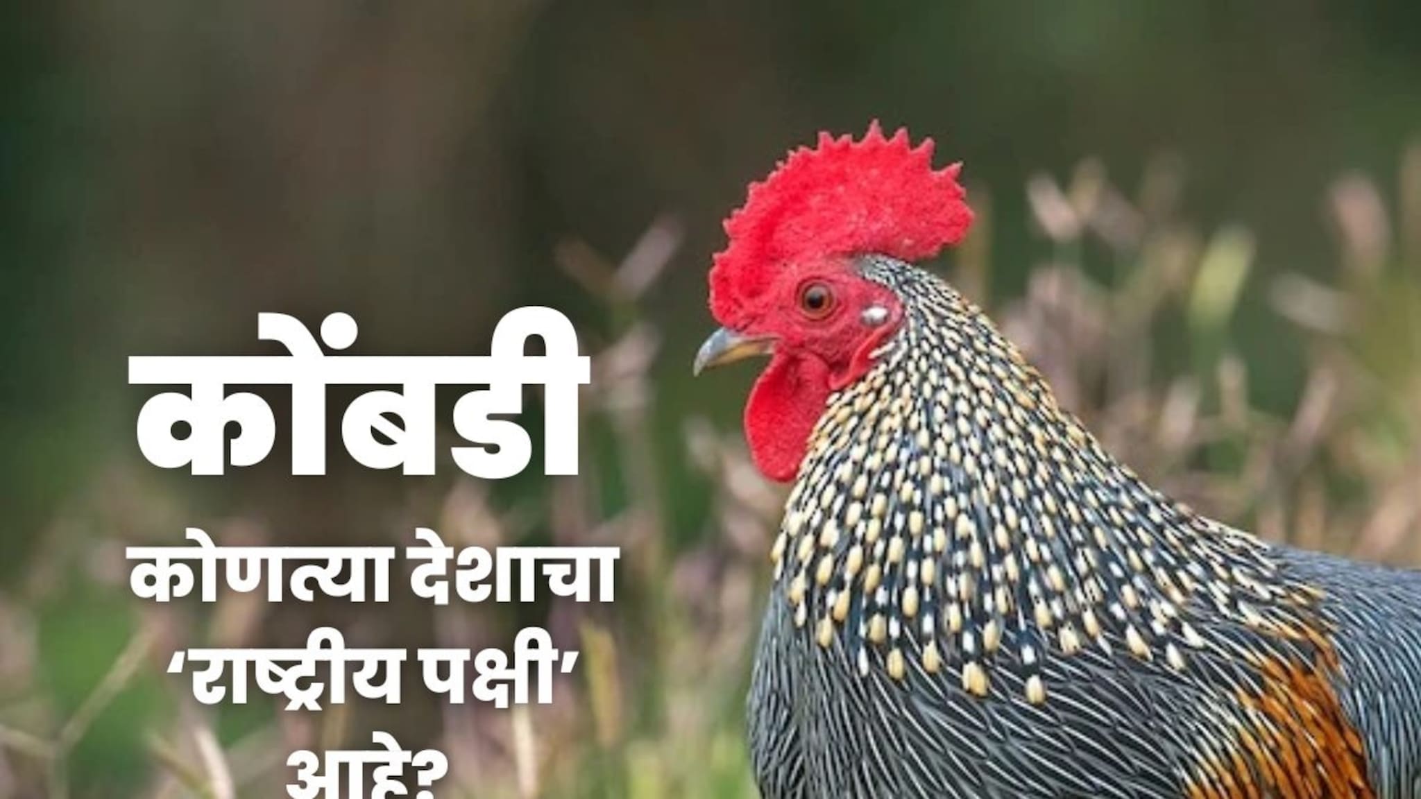 'कोंबडी' कोणत्या देशाचा राष्ट्रीय पक्षी आहे? बहुतेक लोक देऊ शकत नाहीत यांचं उत्तर, तुम्हाला माहित आहे का?