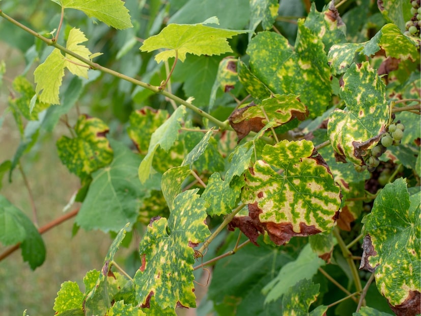  आजारी झाडे (Sick Plants) : जी झाडे पिवळी पडतात किंवा वारंवार सुकतात ती केवळ दिसायलाच वाईट नसतात, तर ती घरातील सकारात्मक ऊर्जाही शोषून घेतात. त्यांना वाचवण्याऐवजी काढून टाकणे चांगले.