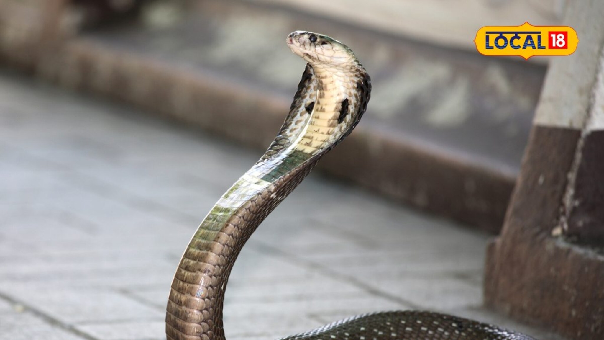 किंग कोब्रा जगतो किती वर्षे? 'या' ठिकाणी असेल तर 15 वर्षांनी वाढतं या विषारी सापाचं आयुष्य!