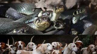 Lakshadweep, snake-free state