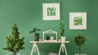 Vastu plants for home