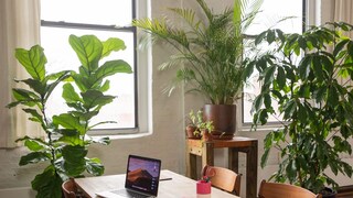 Benefits of artificial plants