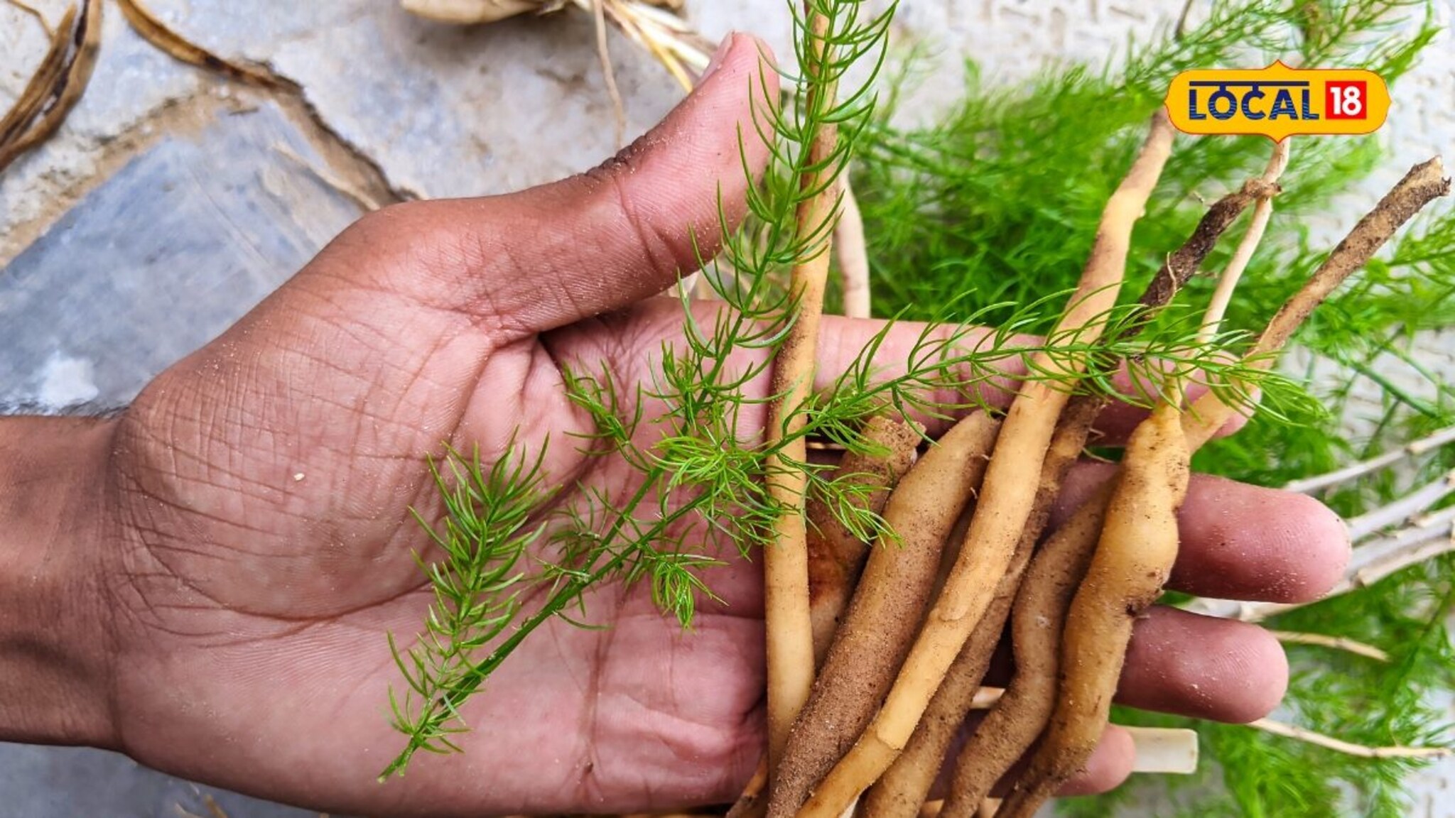 Shatavari Powder Benefits: शतावरी स्त्रियांसाठी वरदान! वजन वाढवण्यापासून ते त्वचेच्या ग्लोपर्यंत, आहेत शेकडो फायदे!
