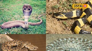 Big Four snakes
