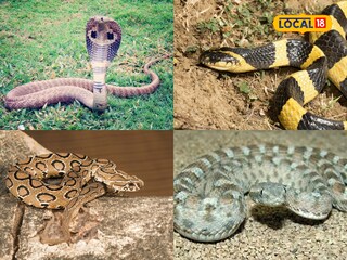 Big Four snakes