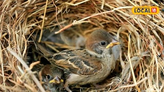 Bird nests in house Bird nests in house