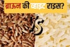 भात खाल्ल्यामुळे वजन खरंच वाढत? तज्ज्ञांनी सांगितलं हा Rice खाल्ला तर होत नाही..
