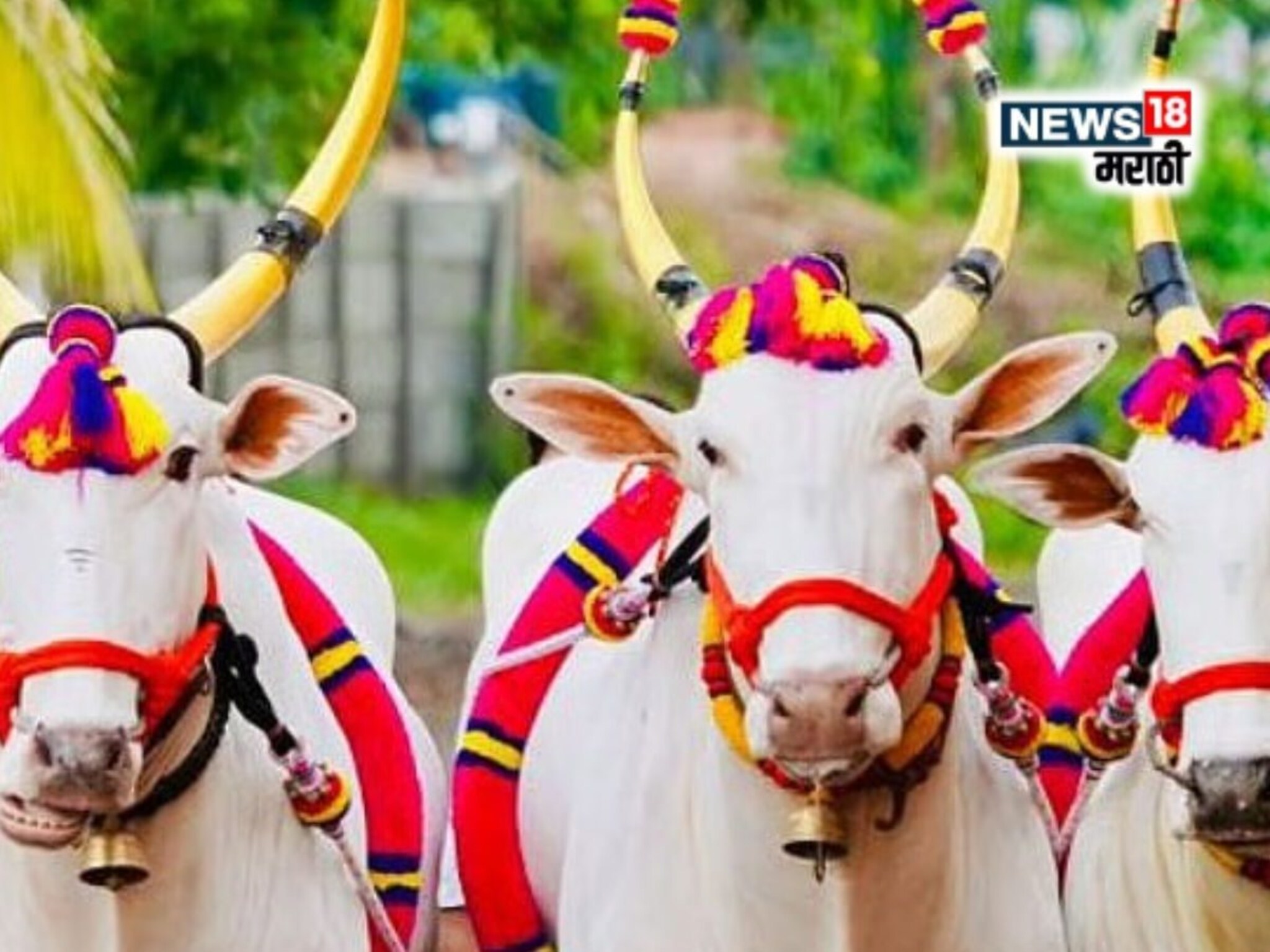 सर्जा-राजा सजला अन् गावभर मिरवला! बेंदूर सणाचं महत्व काय? वाचा सविस्तर