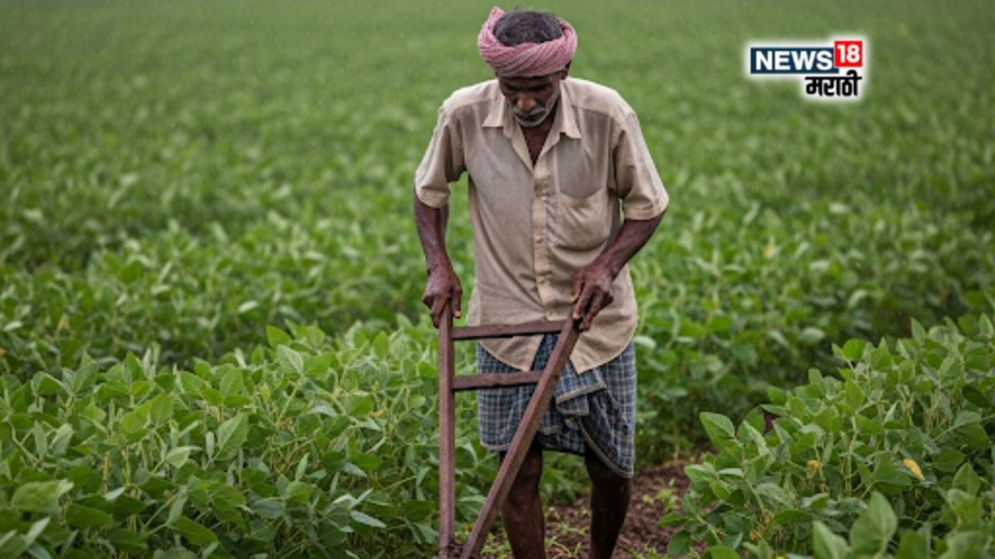 कृषी हवामान : खते,फवारणी थांबवा! या जिल्ह्यांत 24 तासांत पावसाचा जोर वाढणार,हवामान विभागानं दिला अलर्ट
