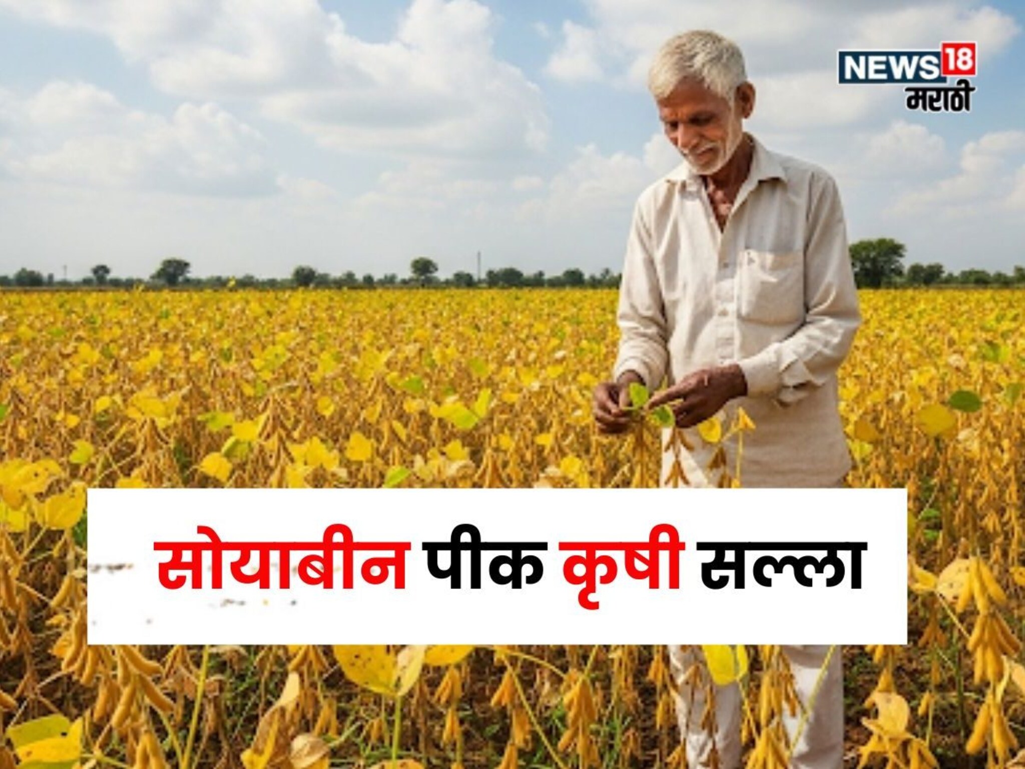 पावसामुळे सोयाबीन पिकावर पिवळेपणा आला असेल तर नियंत्रण कसं मिळवायचं?