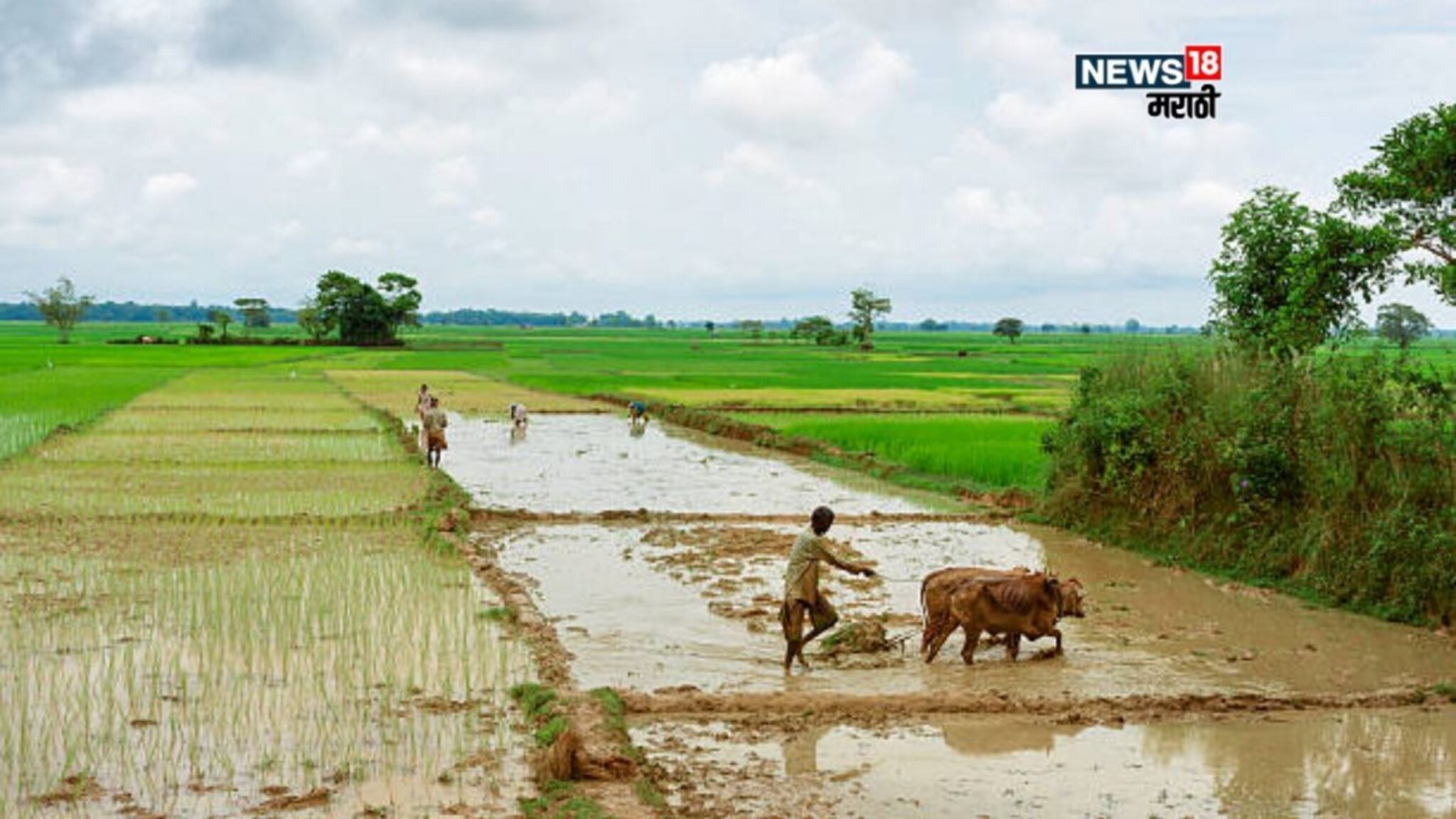 कृषी हवामान : शेतकऱ्यांचे टेन्शन वाढलं! कोकणासह  विदर्भात पावसाचा जोर वाढणार, या जिल्ह्यांना 'येलो' अलर्ट