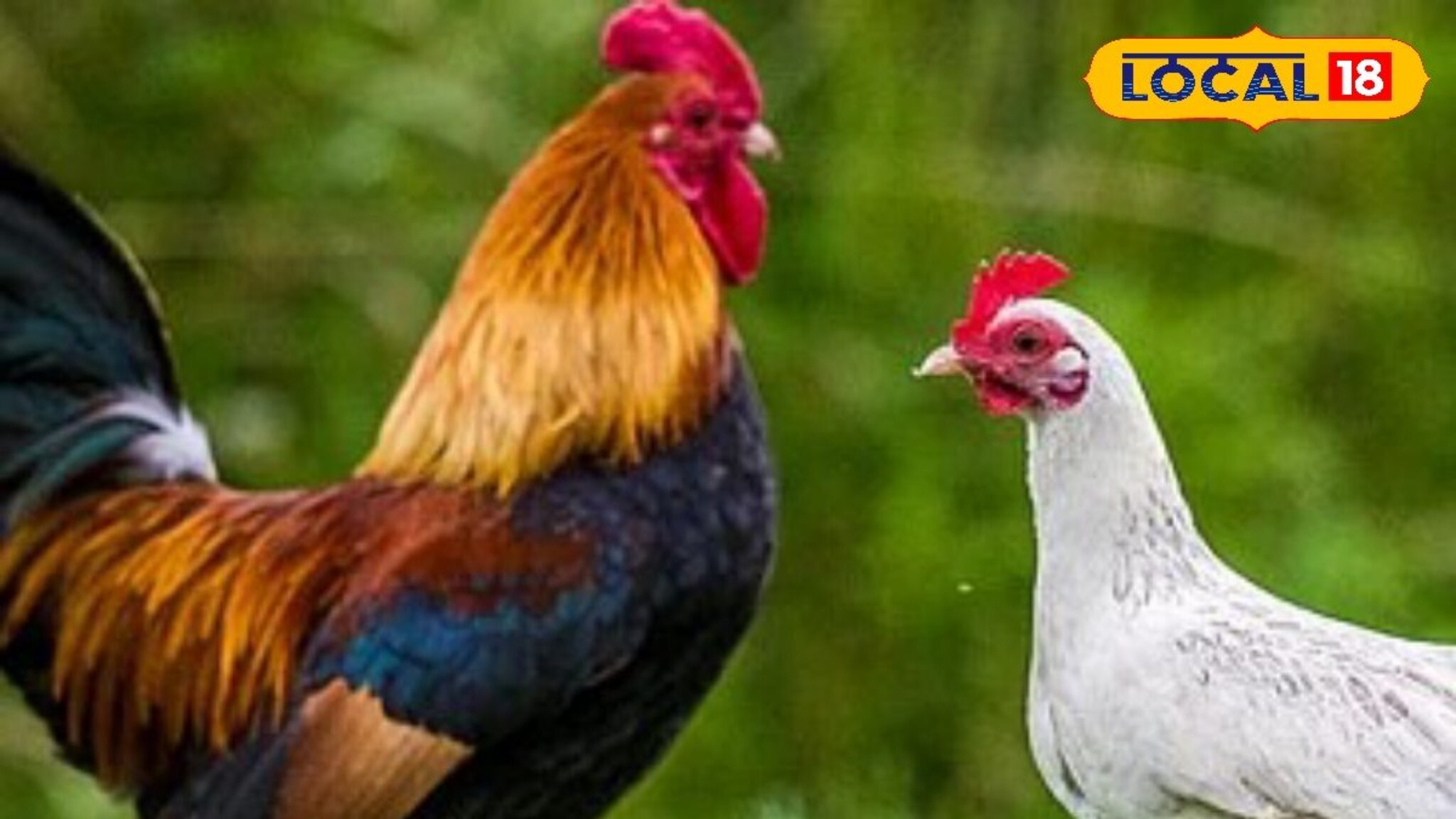 पावसाळ्यात गावरान कोंबड्यांना विविध आजारांचा धोका, घरगुती करा हे उपाय, आजार राहातील कायम दूर