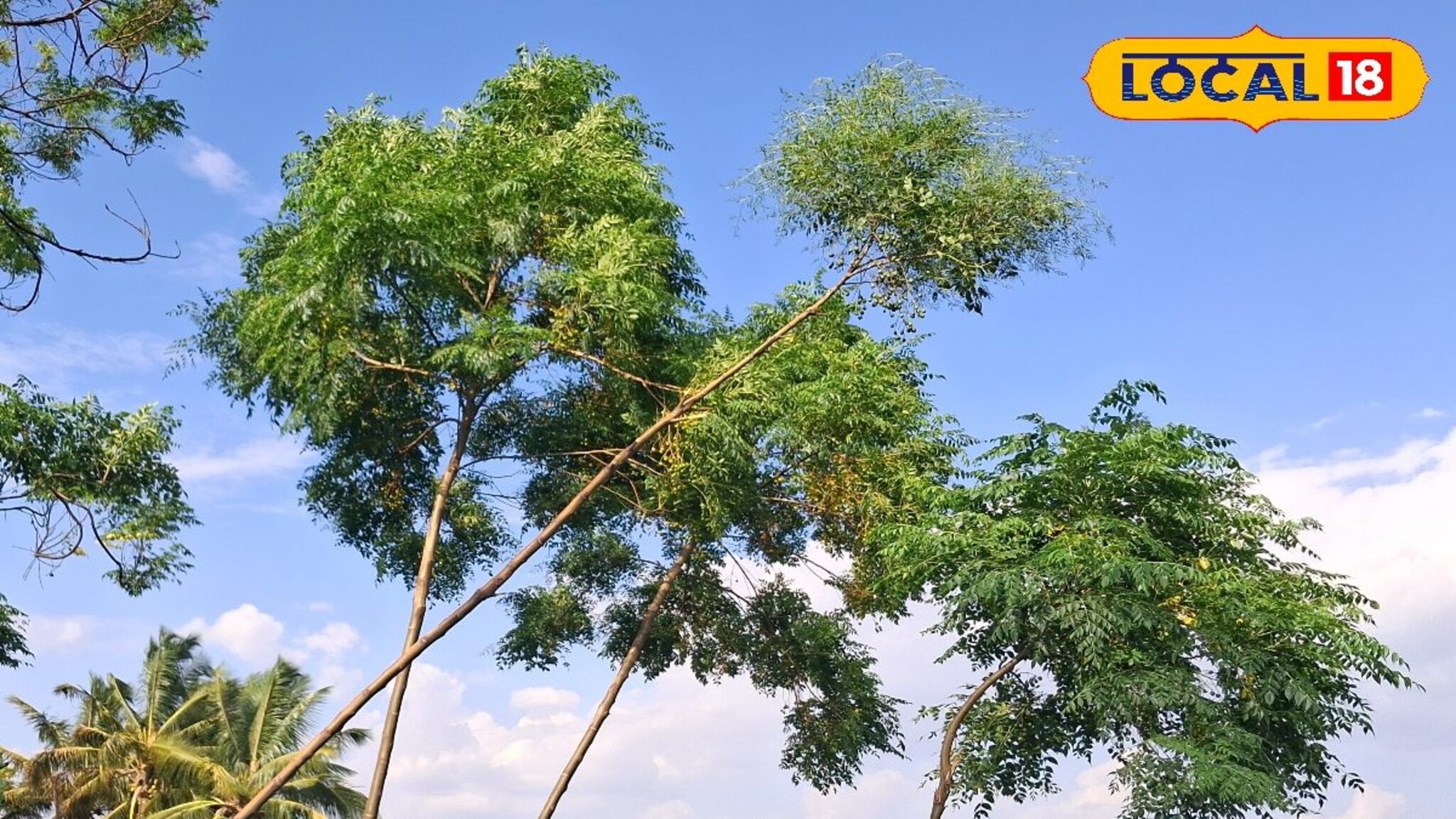 Weather Alert: मान्सूनचा जोर ओसरला, सोलापूरचा पारा चढला, पुणे ते कोल्हापूर आजचा हवामान अंदाज