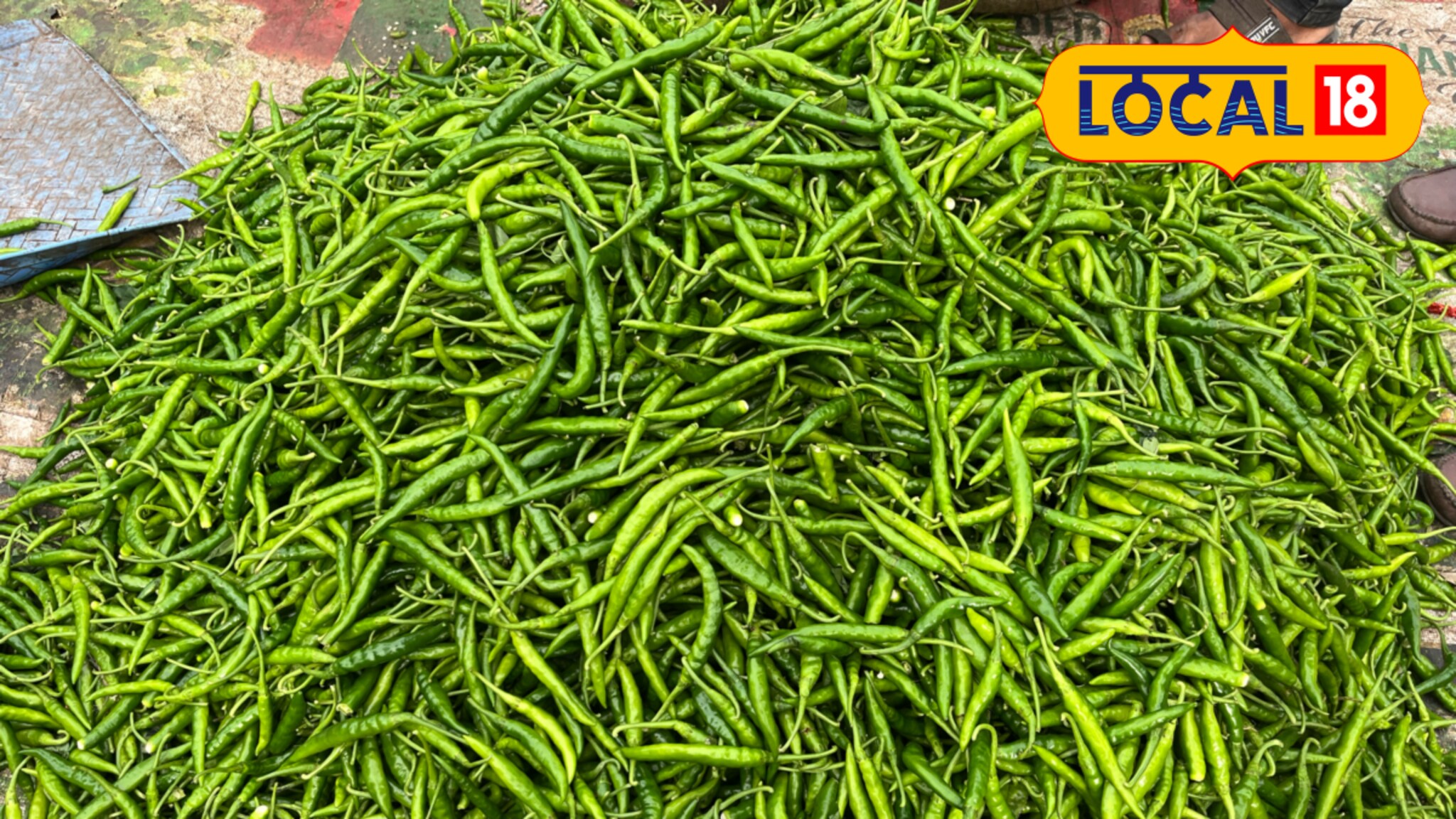 हिरवी मिरची महागली, शेतकऱ्यांसाठी आले चांगले दिवस, किलोला मिळतोय एवढा दर, Video