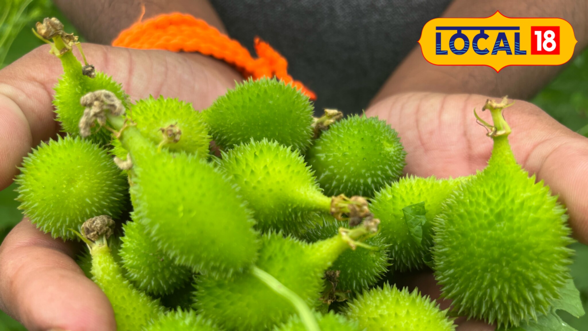 शेतकऱ्याने केली रानभाजीची शेती, 20 गुठ्यांत 250000 रुपयांचे निव्वळ उत्पन्न