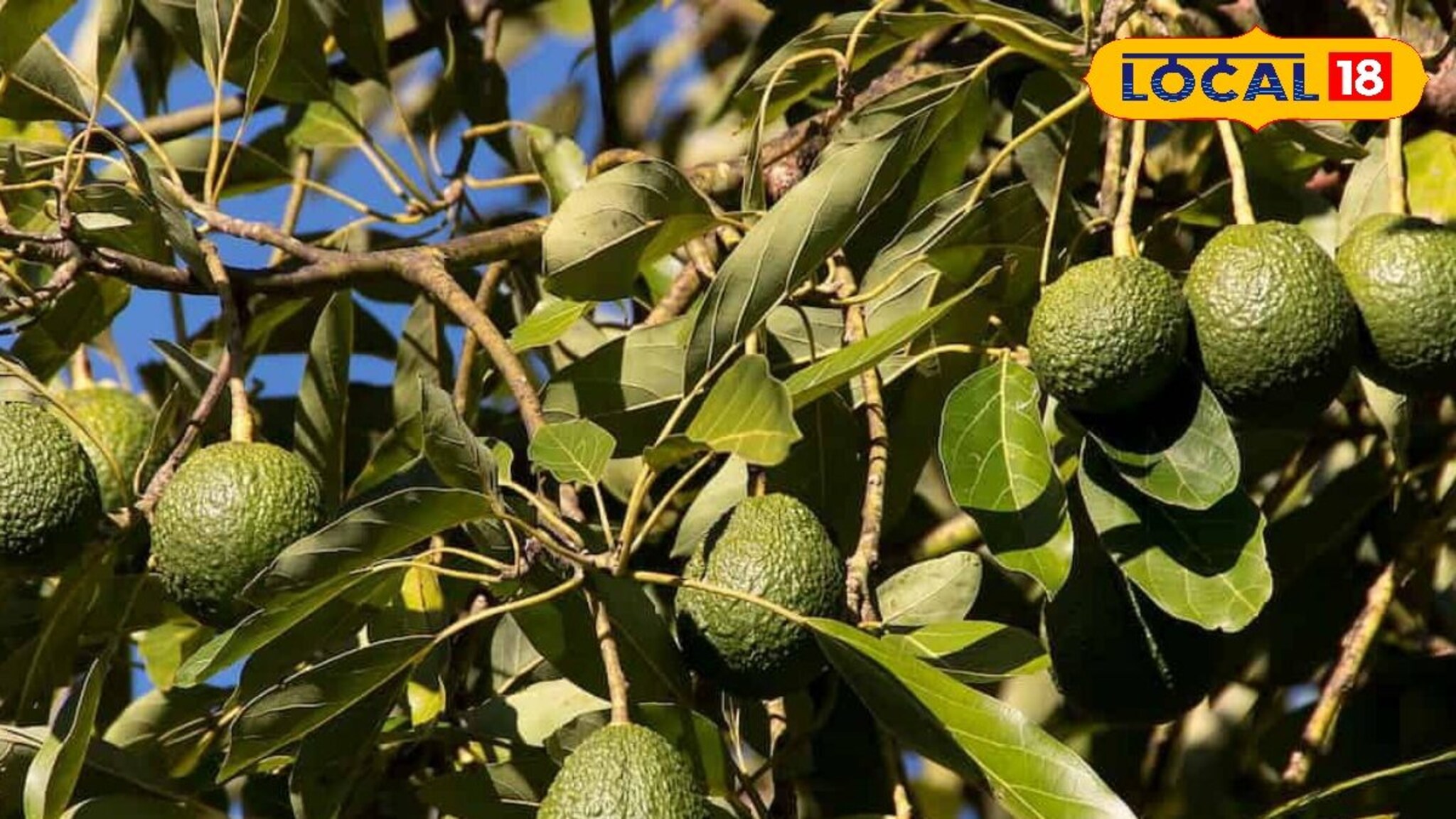 Youtube वरून घेतली माहिती, डोंगराळ भागामध्ये केली अव्होकॅडोची शेती, शेतकऱ्याला 11 लाख उत्पन्न