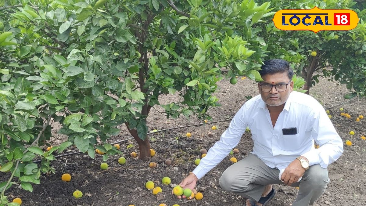 Mosambi Farming: शेतकऱ्यावर नवं संकट, तोडणीला आलेली फळबाग उद्ध्वस्त, मार्केटही पडलं, डोळ्यात पाणी!