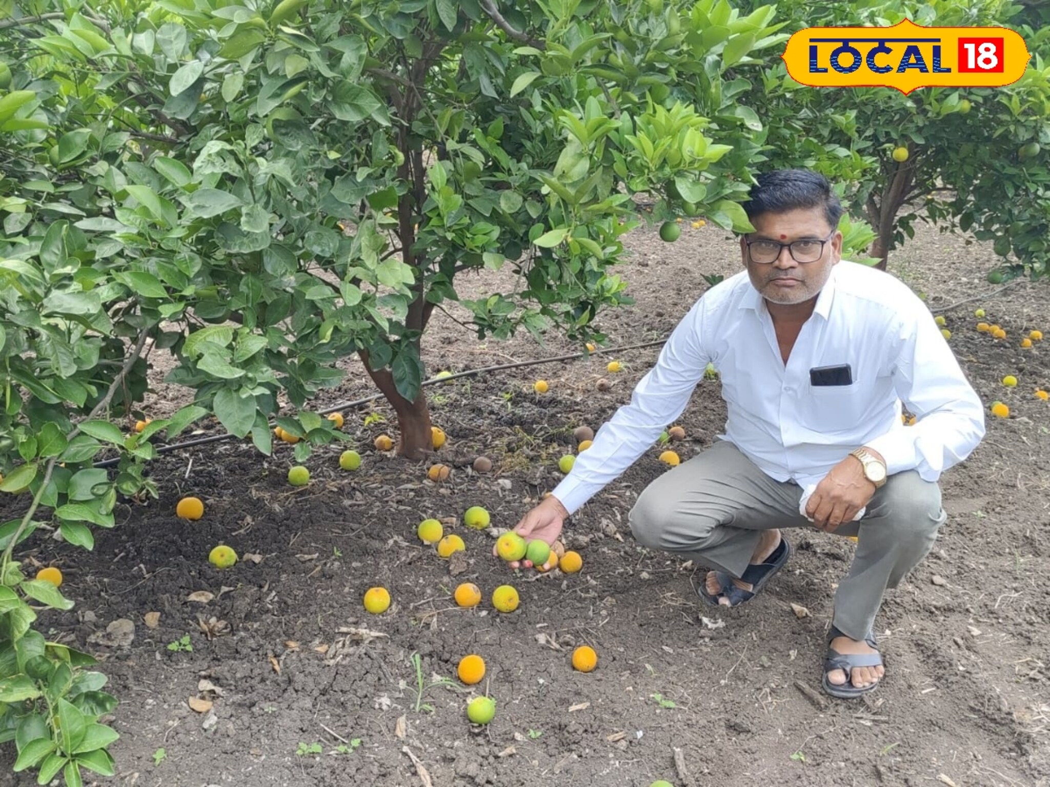 Mosambi Farming: शेतकऱ्यावर नवं संकट, तोडणीला आलेली फळबाग उद्ध्वस्त, मार्केटही पडलं, डोळ्यात पाणी!