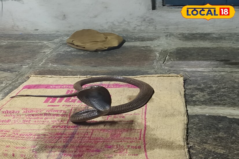 सांगलीच्या कडेगाव तालुक्यातील मोहिते वडगावचे पत्रकार, लेखक धों. म. मोहिते यांनी आपल्या लेखातून त्याकाळच्या नागपंचमी उत्सवाचे सविस्तर वर्णन केले आहे. तसेच मुकुंदराव किर्लोस्कर यांच्यासोबत असणारे छायाचित्रकार गायकवाड यांनी टिपलेली नागपंचमी उत्सवातील छायाचित्रे देखील लेखासोबत जुलै 1955 च्या किर्लोस्कर मासिकातून प्रसिद्ध झाली होती. 